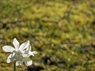 Two white flowers of narcissus triandus thalia focused on foreground with the set down and petals widely open and translucent white fineness against grass ground