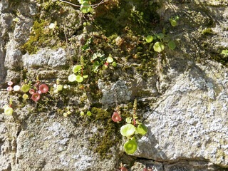 Details of vegetation on textured old rocks wall