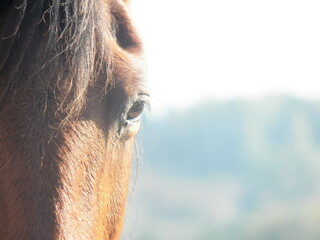 A horse head right part focused on foreground with an forest hill in background