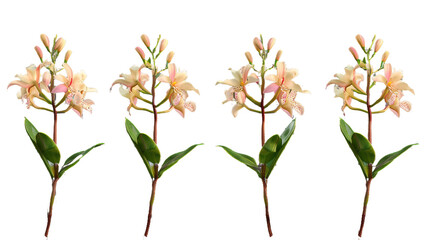 Epidendrum orchid 3D digital art illustration, vibrant and exotic botanical bloom isolated on transparent background, perfect decorative design element for spring and summer visuals.