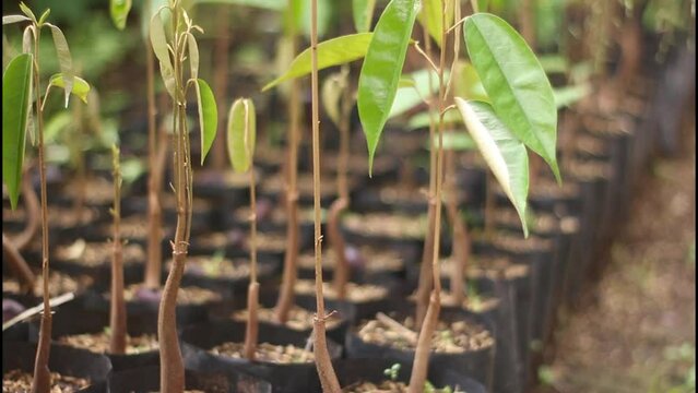Close up photo of young baby durian tree in agricultural nursery. On an agricultural farm with static camera movement. Selective focus