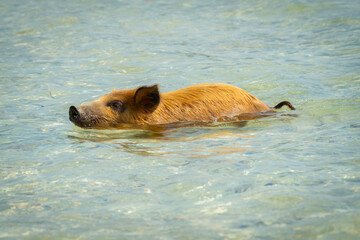 Pig swimming in the ocean.
