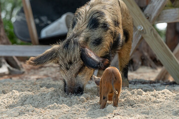 Pigs on the beach in Eleuthera, Bahamas