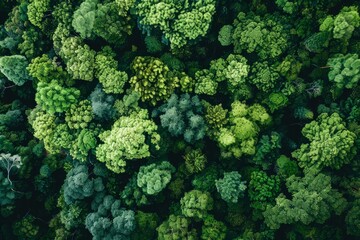 Aerial perspective of a thick forest with an abundance of trees creating a lush green canopy - obrazy, fototapety, plakaty