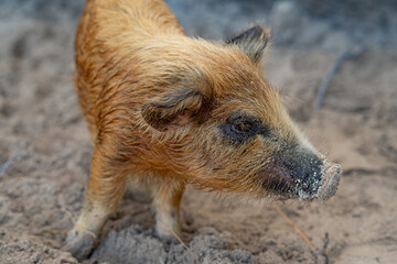 Pigs on the beach in Eleuthera, Bahamas