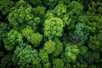 Aerial perspective of a dense forest with an abundance of trees creating a lush green canopy covering the landscape - obrazy, fototapety, plakaty