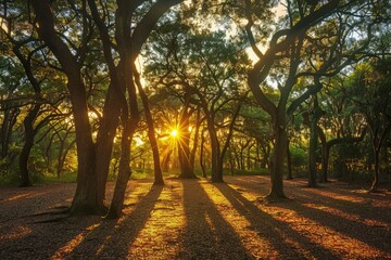The sun shines through the dense tree canopy in a forest, casting warm golden light on the leaves and ground