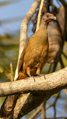 chachalaca perched on the tree branch