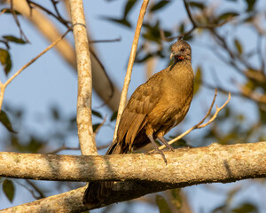 chachalaca perched on the tree branch