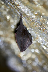 Lesser horseshoe bat hanging in a  cave (Rhinolophus hipposideros)