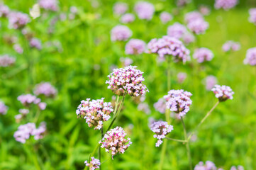 Purple Verbena flowers on the fields.