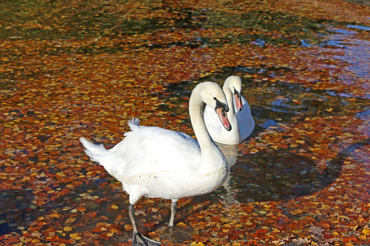 Swans on Decoy lake in Autumn	