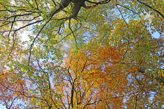 Beech trees in Decoy Country Park, Devon in Autumn	