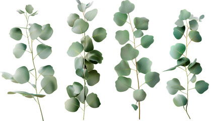 Eucalyptus Branch Digital Art 3D Rendering: Top View Flat Lay Isolated on Transparent Background. Botanical Design Element for Natural, Organic, and Eco-Friendly Themes. - obrazy, fototapety, plakaty
