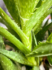 Green succulent aloe leaves grow in a pot. Photo of a house plant. - 771645328