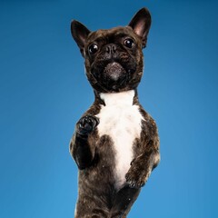 
Beautiful french bulldog dog isolated on blue background. looking at camera . front view. dog studio portrait.
happy dog .dog isolated .puppy isolated .puppy closeup face,indoors.blue background .
