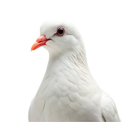 White Pigeon isolated on transparent background