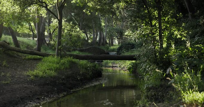 River, forest and log bridge with trees with sustainability, growth and landscape in spring sunshine. Water, stream and nature in woods with ecology, outdoor and environment with plants in bush