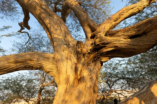 Tree of life in the decert of Manama Bahrain
