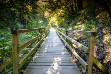 Wooden path in the forest