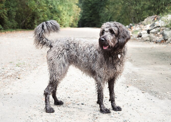 Wet fluffy dog standing on footpath and looking at camera. Dirty Labradoodle in need of grooming after swimming and running around. Large gray female Labradoodle. Selective focus.