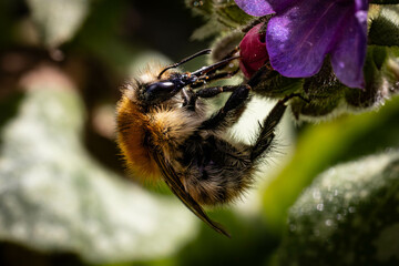 A bee collecting pollen Cambridgeshire UK