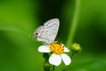 The beautiful little butterfly called The Plains Cupid or cycad blue, is a species of lycaenid butterfly found in South Asia, Java, Sumatra and the Philippines. 