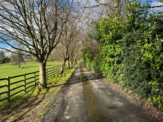 A slender country road, bordered by a wooden fence, with a thick green hedge, and shadows from leafless trees in, Gomersal, Yorkshire, UK
