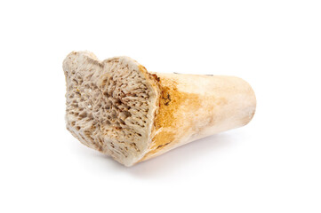  Beef bone close up  isolated on a white background