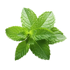 Fresh mint leaves isolated on transparent background, PNG available - obrazy, fototapety, plakaty