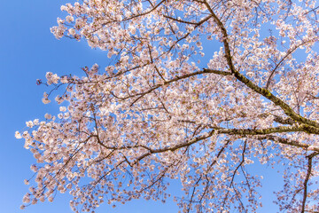 Cherry blossom during the spring
