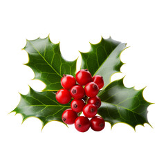 Holly berries with leaves isolated on transparent background, PNG available