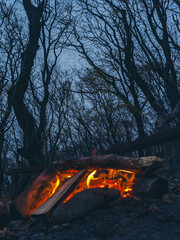 campfire in forest
