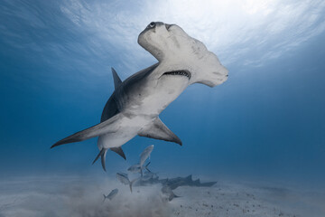 Great hammerhead shark in blue tropical waters. - 771658966