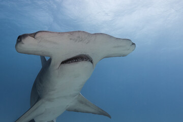 Great hammerhead shark in blue tropical waters. - 771658978