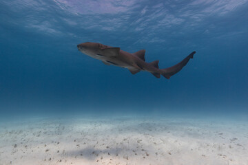 Nurse shark in blue tropical waters. - 771659306