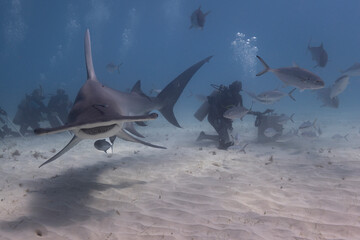 Great hammerhead shark and divers in blue tropical waters.