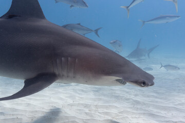 Great hammerhead shark in blue tropical waters. - 771659374