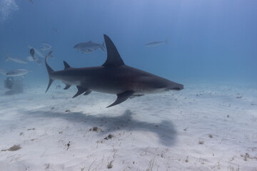 Great hammerhead shark in blue tropical waters. - 771659709