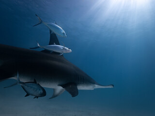 Great hammerhead shark in blue tropical waters. - 771659984
