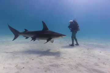 Great hammerhead shark and a diver in blue tropical waters.