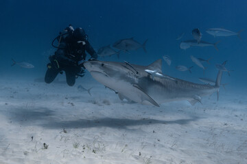 Tiger shark and a diver in blue tropical waters.