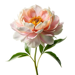 peony flowers clip art vintage style white background