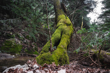Low angle photo  shows green moss on a tree placed next to a creek.