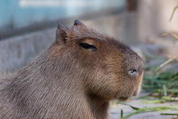 Close up of single capybara looking around during sunny day
