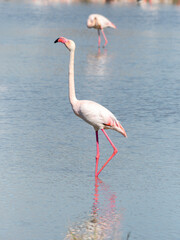 greater flamingo (Phoenicopterus roseus) in a lagoon in the Camargue (Provence, France)