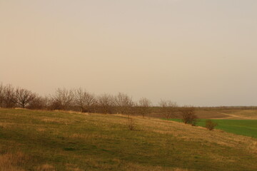 Fototapeta premium A field with trees and grass