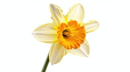 Obraz premium Beautiful colorful daffodil flower isolated on white background Generative AI
