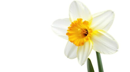 Beautiful colorful daffodil flower  isolated on white background Generative AI