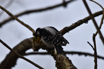 La Plaine 29 Mars 2024